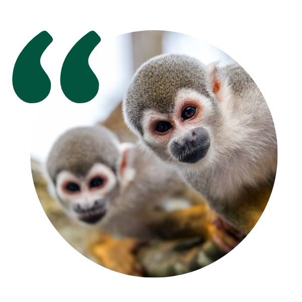 Squirrel monkey icon